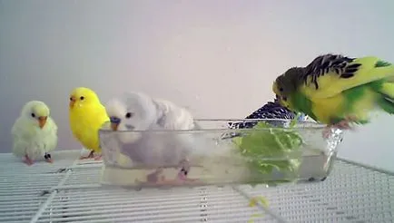 A fürdővíz budgies hogyan fürdik (fotó és videó)