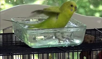 A fürdővíz budgies hogyan fürdik (fotó és videó)