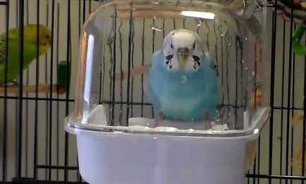 A fürdővíz budgies hogyan fürdik (fotó és videó)