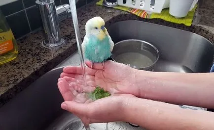 A fürdővíz budgies hogyan fürdik (fotó és videó)