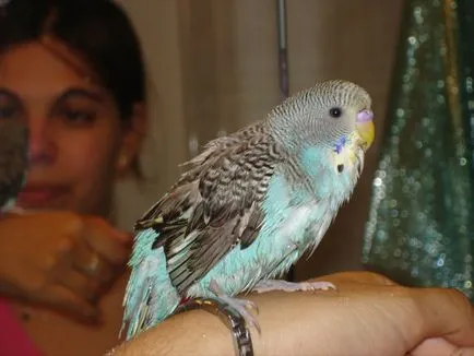Fürdés törpepapagáj - mint a fürdés törpepapagáj video tippek