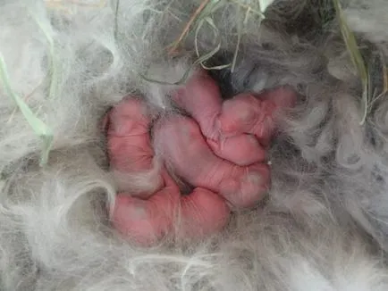 Nyúl nyulak esznek azok okait és a megelőzés