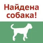 Őszi fogak kutyák