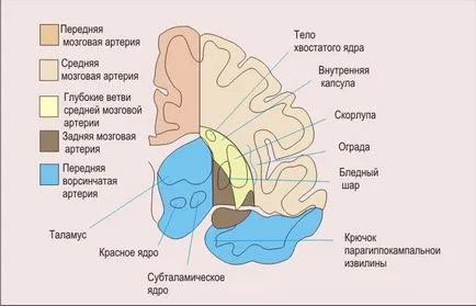 Mi Broca terület