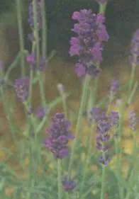 Lavender alkalmazás, leírás, történelem, fénykép (terápiás tulajdonságok) Lavender alkalmazás, leírás, történelem, fotók