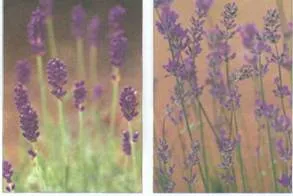 Lavender alkalmazás, leírás, történelem, fotók (leírás) Lavender alkalmazás, leírás, történelem, fotók