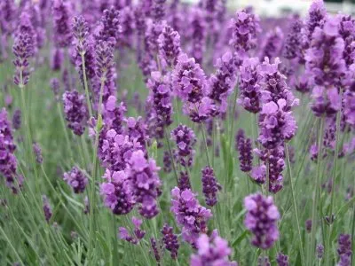 Lavender alkalmazás, leírás, történelem, fotók (levendula) Lavender alkalmazás, leírás, történelem, fotók