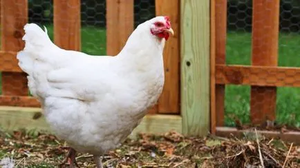 Csirke (baromfi) leírás, tartalom, hígítás, fotók