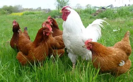 Csirke (baromfi) leírás, tartalom, hígítás, fotók