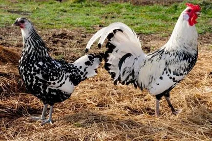 Csirke (baromfi) leírás, tartalom, hígítás, fotók