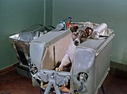 Laika az első kutya az űrben