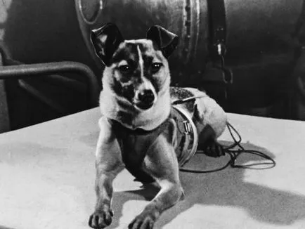 Laika az első kutya az űrben