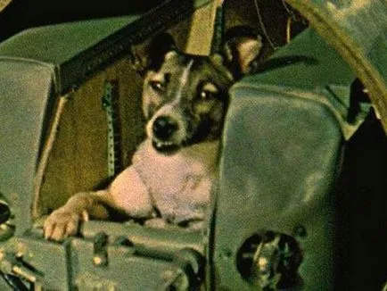 Laika az első kutya az űrben