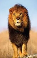 Lion angol