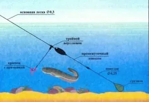 Ragályos harcsa Kwok - leküzdésére, hogyan lehet a saját kezét (fogaskerék) Ragályos harcsa Kwok - leküzdésére, hogyan lehet a saját kezét
