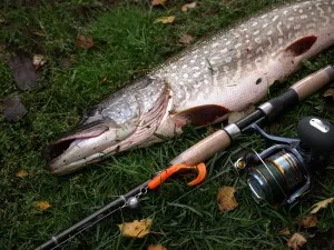 Pike halászati spinning tavasszal, nyáron és ősszel, meg egy hely a horgászat, a kiválasztás a hajtómű és a csali (fonás) Pike halászati spinning tavasszal, nyáron és ősszel, meg egy hely a horgászat, a kiválasztás a hajtómű és a csali