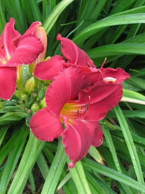 Daylily fényképe és neve daylily fajták, telepítése és gondozása virág daylily