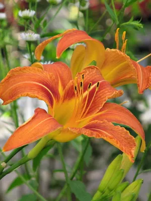 Daylily fényképe és neve daylily fajták, telepítése és gondozása virág daylily