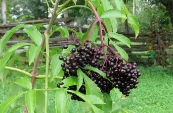 Pikkelysömör kezelésében a fejét - 26 recept! (Strain órával később, víz) Pikkelysömör kezelésében a fejét - 26 recept!