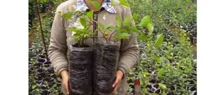 Schisandra ültetés, termesztés, gondozás, fotó, válasszon egy (visszavonás) Schisandra ültetés, termesztés, gondozás, fotó, válasszuk