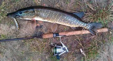 Pike halászati ​​fonás felszerelés, csali kiválasztása, keressen egy helyet a horgászat