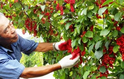 Schisandra ültetés, termesztés, gondozás, fotó, válassza a (citromfű) Schisandra ültetés, termesztés, gondozás, fotó, válasszuk