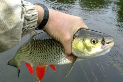 Chub halászati ​​májustól késő őszig