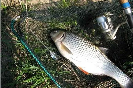 Chub halászati ​​májustól késő őszig