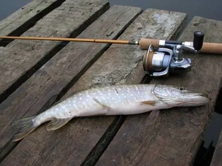 Pike halászat tavasszal