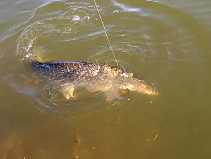 Pike halászat tavasszal