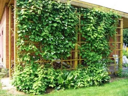 Schisandra ültetés, termesztés, gondozás, fotó, válasszon (terhesség) Schisandra ültetés, termesztés, gondozás, fotó, válasszuk