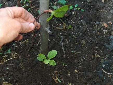 Schisandra megfelelő ültetés és gondozás