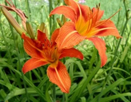 Daylilies ültetés és ápolás