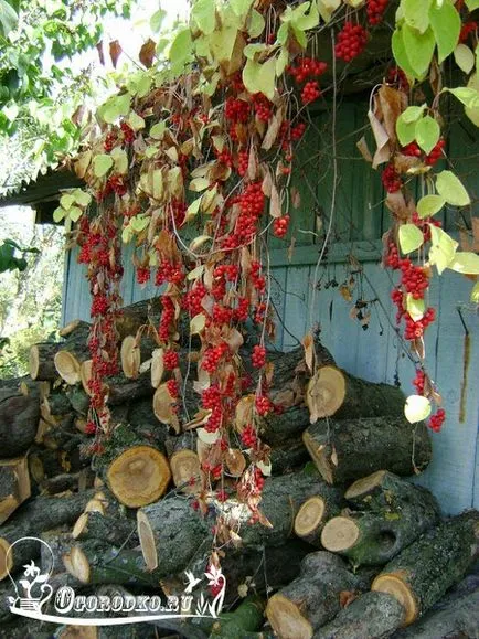 Schisandra, termesztés és karbantartás, metszés, öntözés, ültetés