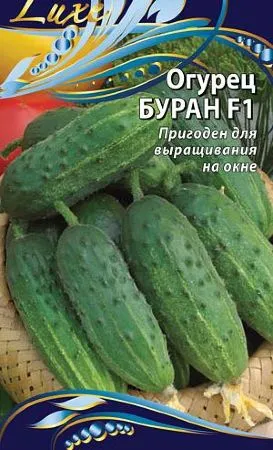 A legjobb fajta uborka pácolás és a tokozás - részletes beszámolót!