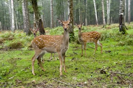 A legjobb helyek közelében, ahol járni, hogy mit lehet csodálni (hely) A legjobb helyek közelében, ahol járni, hogy mit lehet csodálni