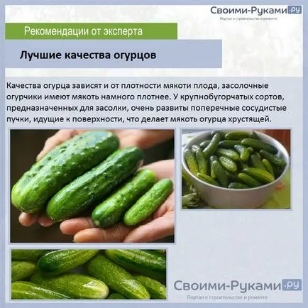 A legjobb fajta uborka pácolás és a tokozás - részletes beszámolót!