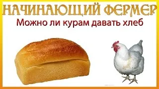 A Can I etetni a csirkéket és brojlercsirkék kenyér (het) Lehet etetni a csirkéket és brojlercsirkék kenyér
