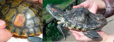 Soft shell piros fülű csúszkák nem mind lechmt