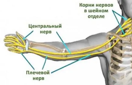 A legvalószínűbb oka a fájdalom a bal kezében (fájdalom a szív) A legvalószínűbb oka a fájdalom a bal oldali