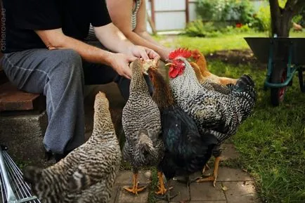 Lehetséges, hogy táplálja a tojótyúkok kenyér minden előnye és hátránya, ötletek