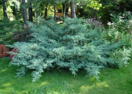 Juniperus szaporítás dugványozással, rétegződés, beültetési (bokrok és fák) Juniper szaporítás dugványozással, rétegződés, oltása
