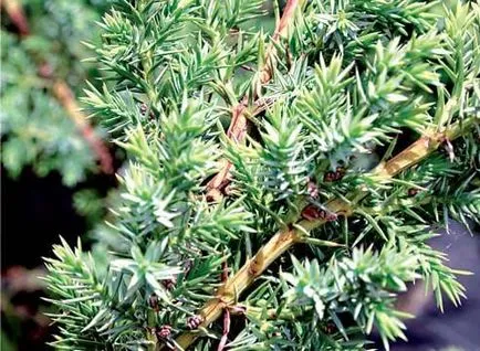 Juniperus szaporítás dugványozással, rétegződés, beültetési (boróka) Juniper szaporítás dugványozással, rétegződés, oltása
