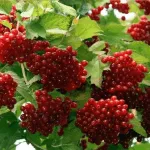 Fehér cinquefoil tinktúra - csodaszer az egészség és a hosszú élettartam (gyógyszerek) Fehér cinquefoil tinktúra - csodaszer egészség és hosszú élet