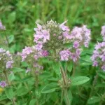 Fehér cinquefoil tinktúra - csodaszer az egészség és a hosszú élettartam (Universal) Fehér cinquefoil tinktúra - csodaszer egészség és hosszú élet