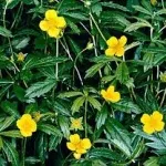 Fehér cinquefoil tinktúra - csodaszer az egészség és a hosszú élettartam (Potentilla) Fehér cinquefoil tinktúra - csodaszer egészség és hosszú élet