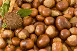 Chestnut tinktúra vodka, vagy alkohol használatát, főzés