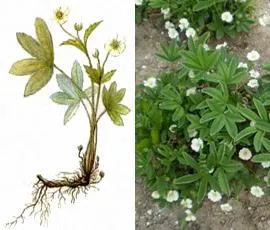 Fehér cinquefoil tinktúra - csodaszer az egészség és a hosszú élettartam (Potentilla) Fehér cinquefoil tinktúra - csodaszer egészség és hosszú élet