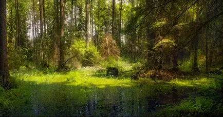 Bialowieza Forest Nemzeti Park