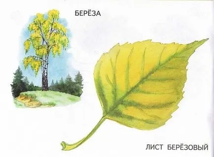 A nevét a fák és a levelek